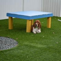 Artificial Lawn Cedar Crest, New Mexico Drainage, Dogs Runs