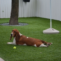 Artificial Turf Cost Peralta, New Mexico Artificial Grass For Dogs, Dogs