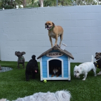 Synthetic Grass Cost Sandia Park, New Mexico Dog Park, Dogs Runs