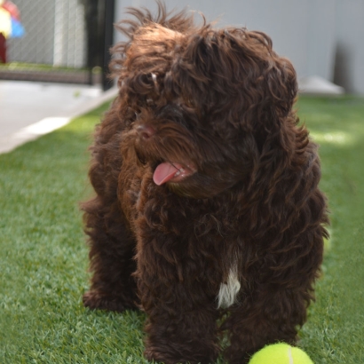 Artificial Turf Loving, New Mexico Artificial Grass For Dogs, Dogs Park