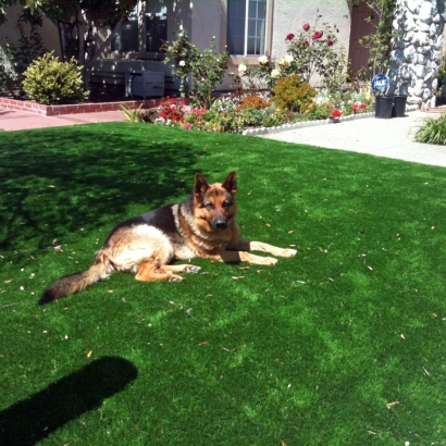 Installing Artificial Grass Glorieta, New Mexico Lawn And Garden, Front Yard Landscaping