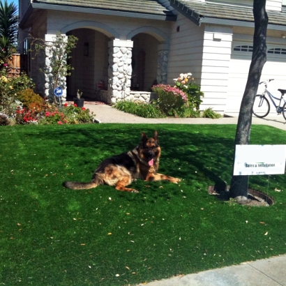 Lawn Services Rio Communities, New Mexico Artificial Turf For Dogs, Grass for Dogs