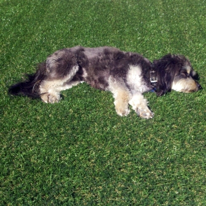 Synthetic Turf Supplier Red River, New Mexico Lawns, Dogs Runs
