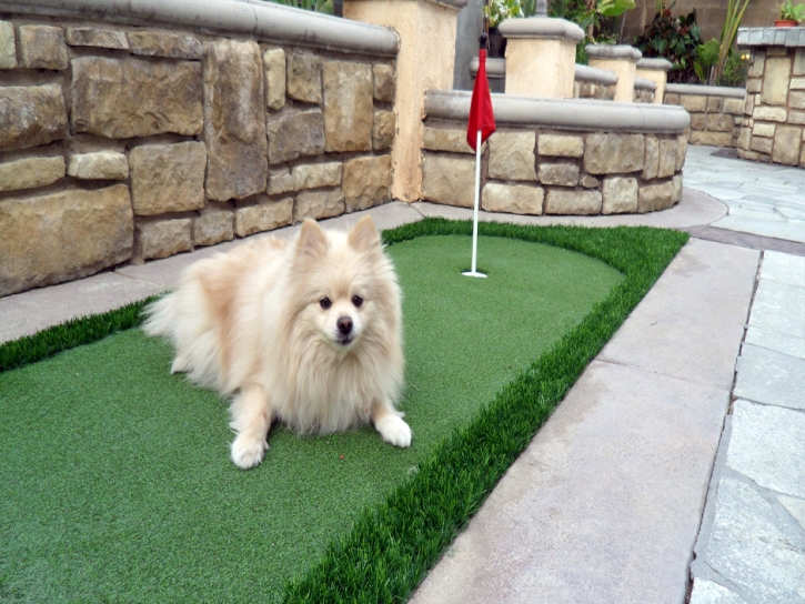 Artificial Grass Carpet San Ysidro, New Mexico Paver Patio, Backyard Designs