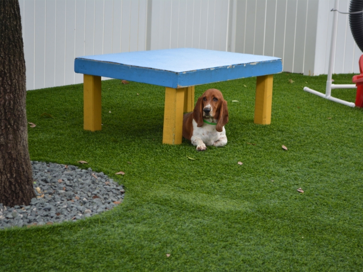 Artificial Lawn Cedar Crest, New Mexico Drainage, Dogs Runs