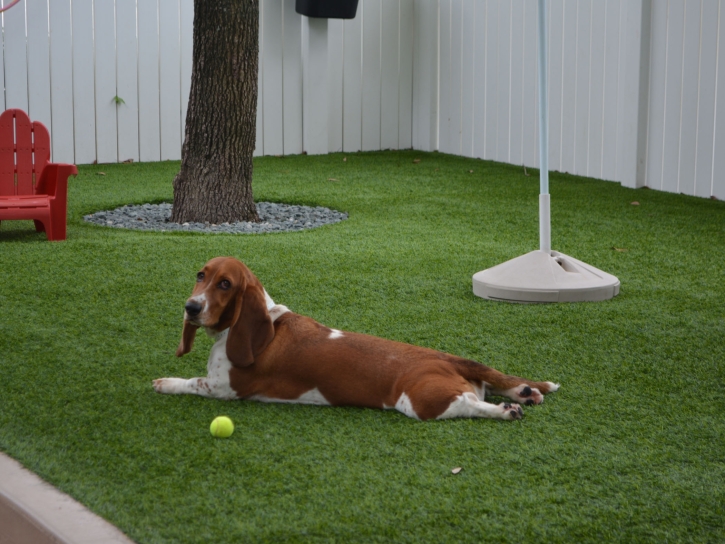 Artificial Turf Cost Peralta, New Mexico Artificial Grass For Dogs, Dogs