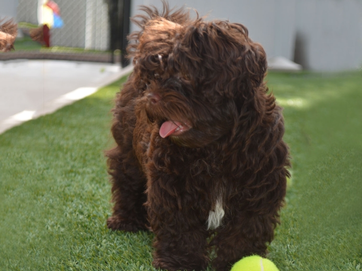 Artificial Turf Loving, New Mexico Artificial Grass For Dogs, Dogs Park
