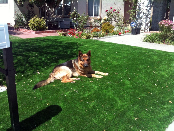 Installing Artificial Grass Glorieta, New Mexico Lawn And Garden, Front Yard Landscaping