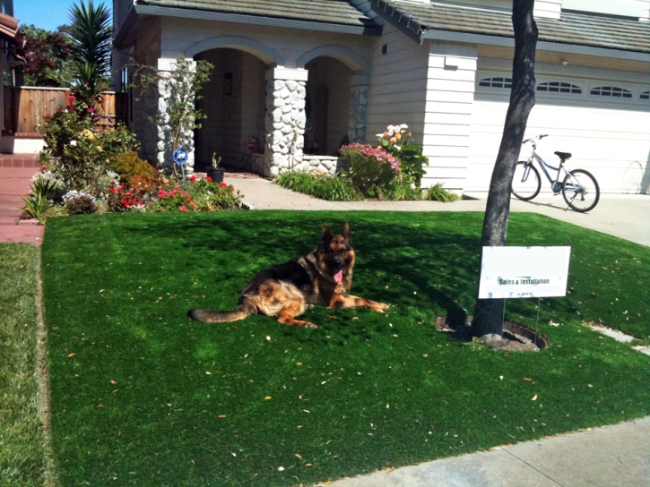 Lawn Services Rio Communities, New Mexico Artificial Turf For Dogs, Grass for Dogs