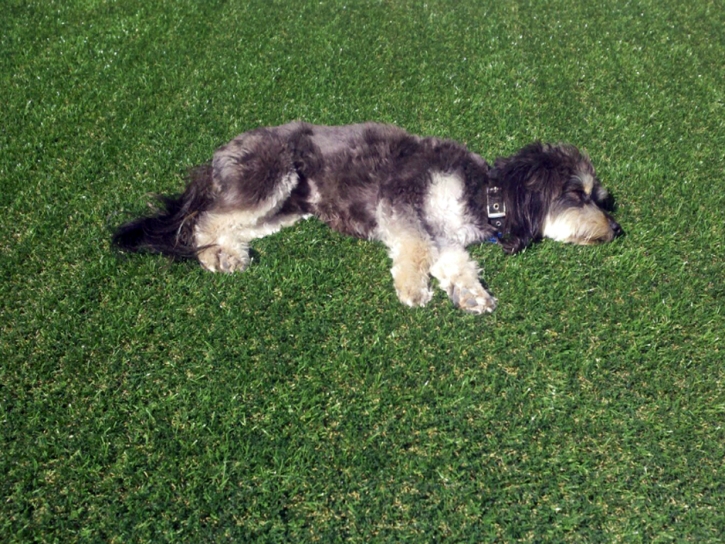 Synthetic Turf Supplier Red River, New Mexico Lawns, Dogs Runs